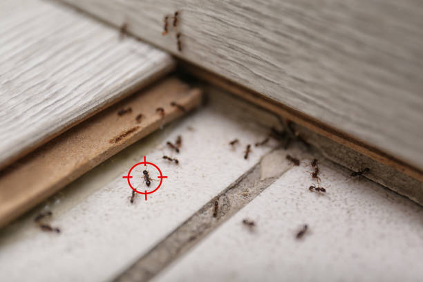 Best Rat Extermination Near Me  in Aberdeen, MS