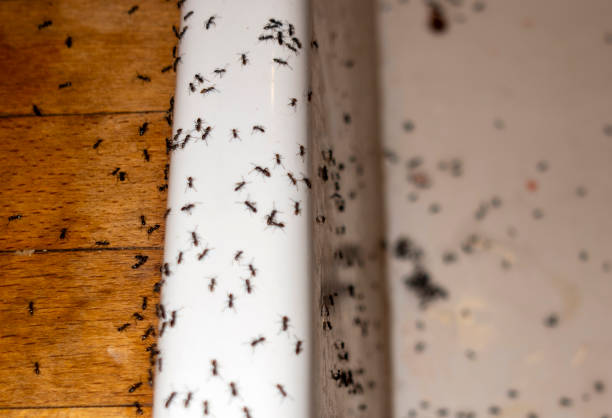 Best Pest Removal Services  in Aberdeen, MS
